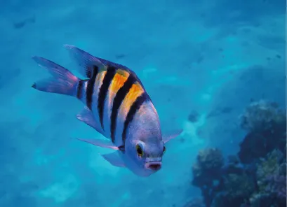 Snorkeling in Chileno Bay