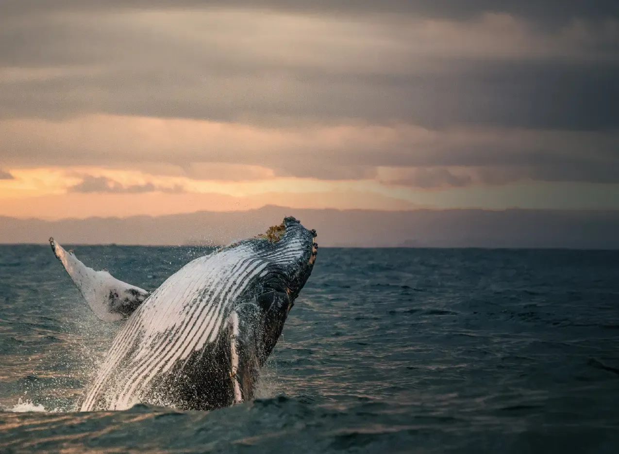 Whale Watching Experience